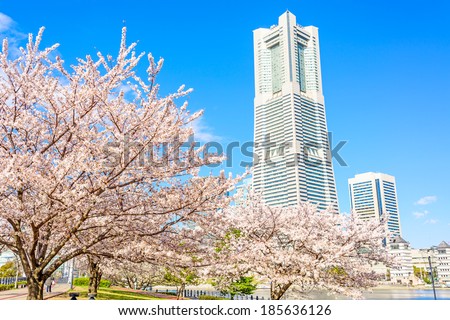 YOKOHAMA, JAPAN - APRIL 5: The cherry blossom trees in Yokohama Minato Mirai 21, Japan on April 5, 2014. It is a large urban development and the central business district of Yokohama, Japan.