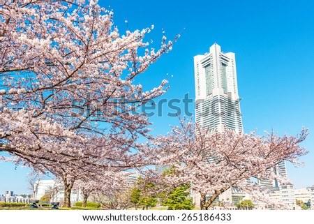 YOKOHAMA, JAPAN - MARCH 31: Cherry blossom trees at Minato Mirai 21 area in Yokohama, Japan on March 31, 2015.