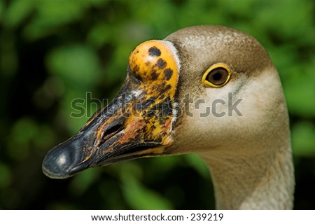 Goose Closeup Yellow Beak Stock Photo 239219 : Shutterstock