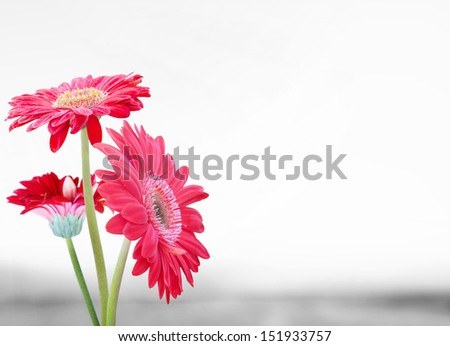 Daisy flower gerbera bouquet