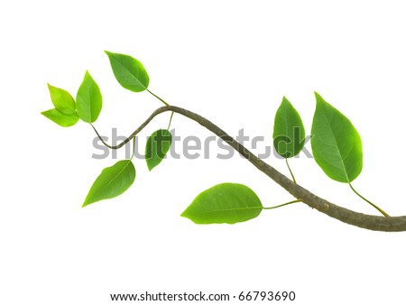 Green  branch