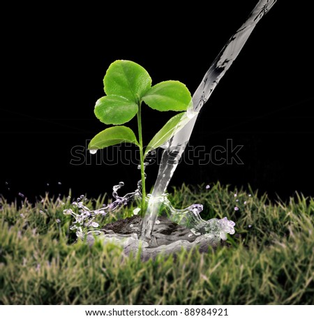 young green plant with water on it growing