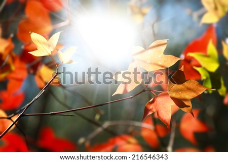 Bright direct sunshine through red maple autumn leaves