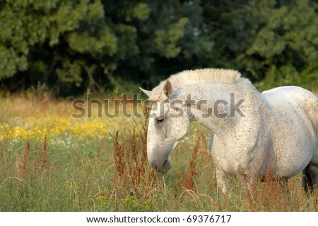 white horse feeding at pasture with flowers
