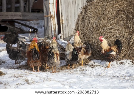 Group of free range chickens near hay storage in snow covered farmyard