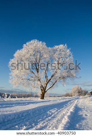Frost covered tree in winter with natural blue sky