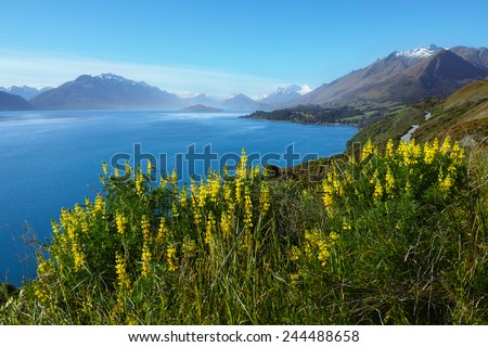 Scenic Drive from Queenstown to Glenorchy, with lupins flower, blue lake and snow mountains