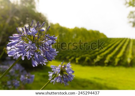 African blue lily and the vineyard
