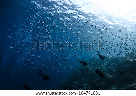 A very big Thazard Sierra Caesionidae shoal shoal in deep blue of Ari atoll - Maldives.