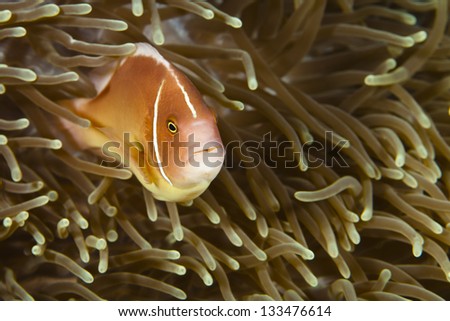 Pomacentridae,  Clown Fish or Anemone fish in Pacific Ocean at Panglao - Philippines