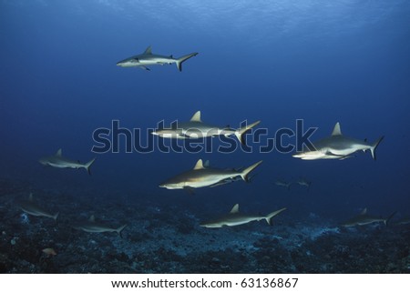 Grey reef shark Carcharhinus Amblyrhynchos in deep blue of Pacific Ocean