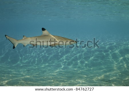 Black-tip reef shark in deep blue of Pacific Ocean