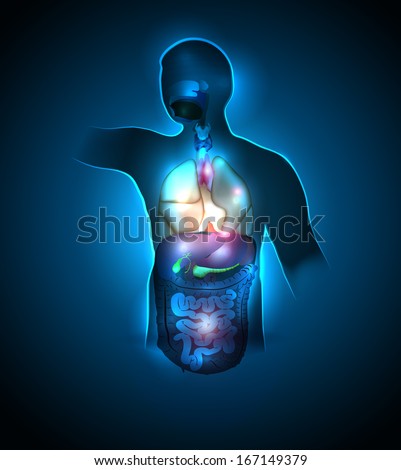 Human Anatomy Colorful And Bright Design. Beautiful Deep Blue Color ...