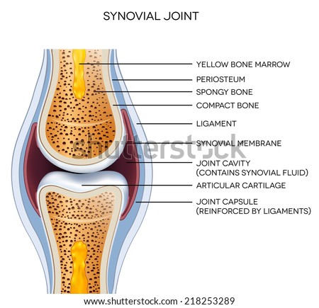 Labeled joint anatomy. Normal joint illustration.