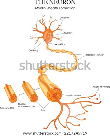 Colorful Neuron anatomy and myelin sheath formation on a white background ストックフォト © 