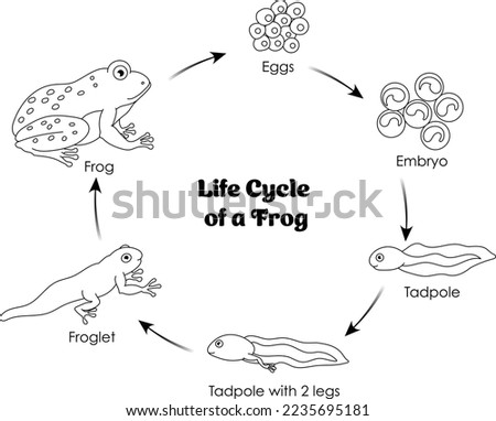 Black And White Frog Pictures | Free download on ClipArtMag