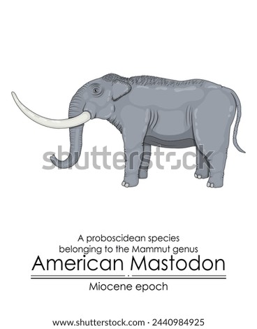 American Mastodon, a proboscidean species belonging to the Mammut genus from Miocene epoch.