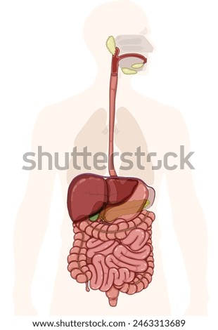 The digestive system. The picture shows the significant structures of the digestive tract