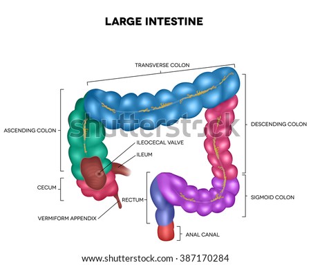 Large intestine detailed illustration: Ileum, Appendix, colon- Ascending, Transverse, Descending, Sigmoid; Rectum and Anal canal.