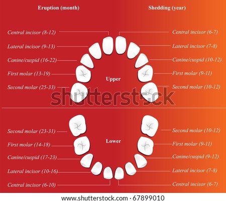 Children Dental Chart. Showing Eruption And Shedding Time. Stock Photo ...