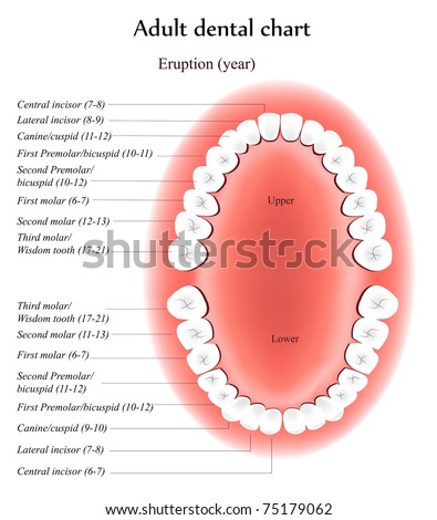 Adult Teeth Anatomy. Shows Eruption Time And Dental Titles. Stock ...