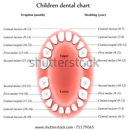 Children Teeth Anatomy. Shows Eruption And Shedding Time. Dental Titles ...