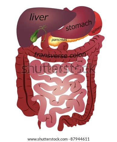 Gastrointestinal Tract. White Background. Stock Vector Illustration ...