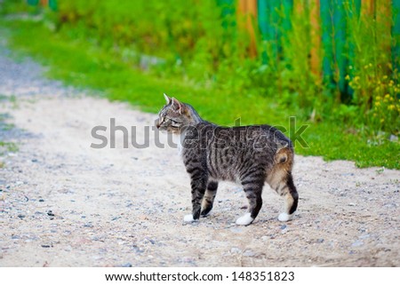 striped stray cat without a tail
