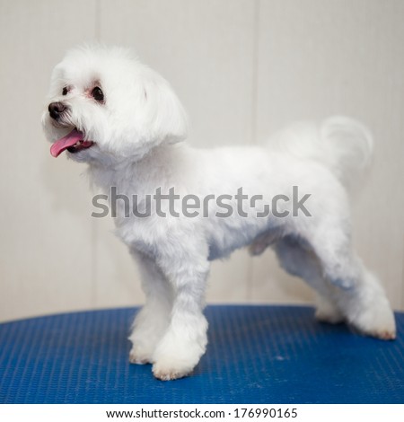 White Maltese puppy on a gray background. Small breeds.