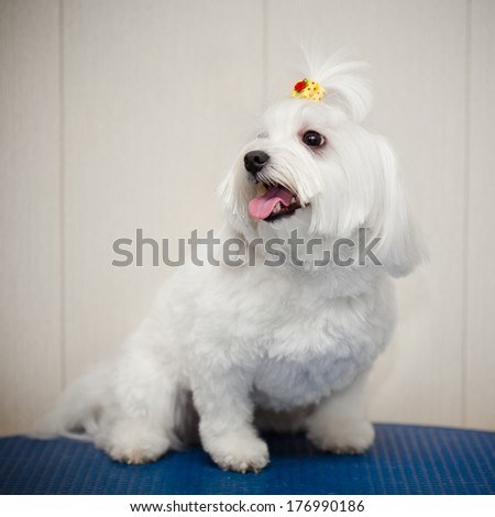 Maltese dog with a tail on the head. Small dog. Photographing indoors on a gray background.