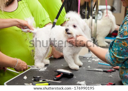 Maltese dog haircut at the beauty salon for animals. White small breeds.