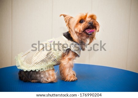 Yorkshire terrier in a dress. Small dog breeds.