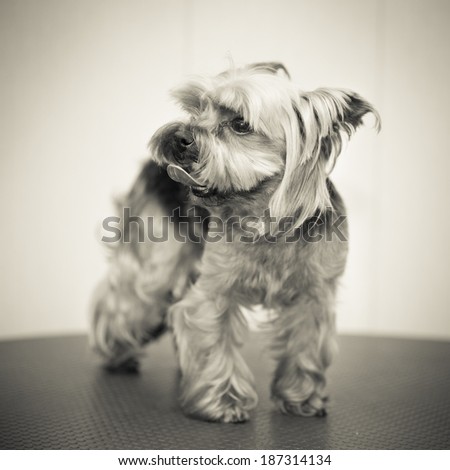 Yorkshire terrier after a haircut. Small dog breeds. black and white photography in the studio
