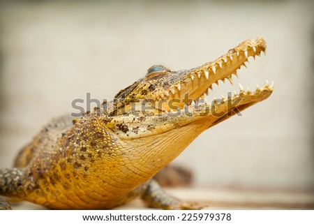 Crocodile with open mouth and sharp teeth closeup