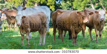 A herd of beef cattle grazing on farm land
