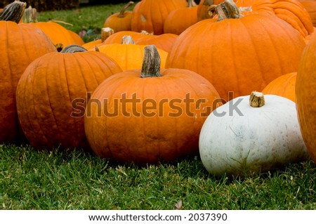 Autumn, fall decoration at pumpkin patch  with large and small pumpkins and one white pumpkin surrounded by orange ones.  Stand out in a crown,  dare to be different or unique