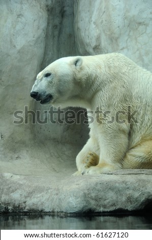 A beautiful white polar bear in his habitat