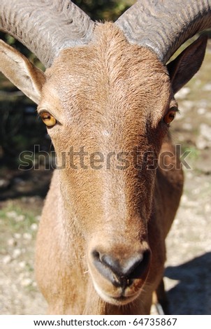 Aoudad, Barbary Sheep (Ammotragus Lervia) Found In North Africa ...