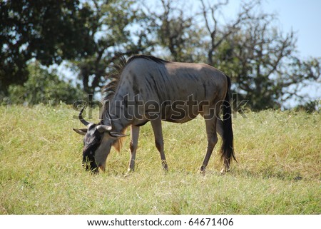 Common wildebeest (connochaetes taurinus) found in Africa, with sharp curved horns feeding on grass