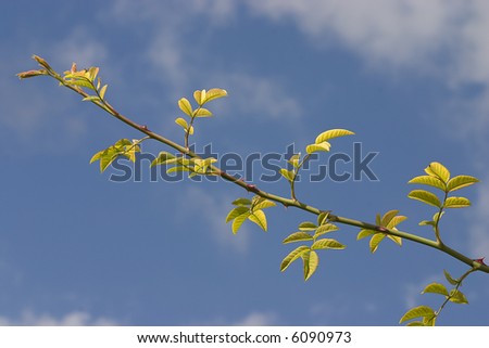 Wild rose branch and blue sky