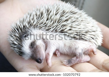 sleeping hedgehog in hand