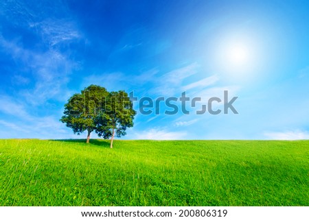 Landscape tree in clear green and blue nature and sun on blue sky