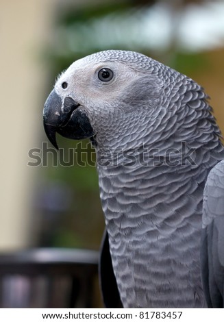 African gray parrot and white face