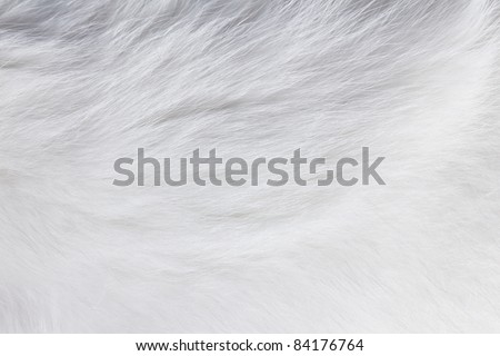 Closeup texture of white cat fur