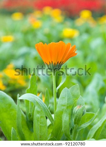 Orange Chrysanthemum Flowers in the garden