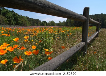 Field of flowers with wood fence and blue sky on South Carolina island.