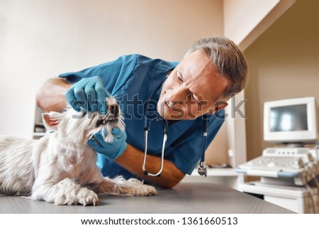 Similar – Image, Stock Photo Veterinarian checking teeth of dog