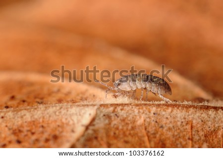 Close-up of Pill Bug or Roly-Poly on leaf