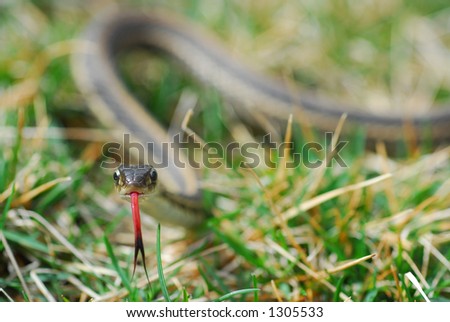 Garter Snake Sticking its Tongue Out