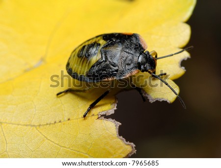 Stink bug eating yellow leaf